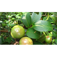 软枝油茶苗批发#广西岑溪软枝油茶苗哪家好 