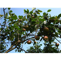 桂林大果红花油茶苗基地-钦州大果红花油茶苗成活率高 