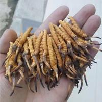 回收冬虫夏草