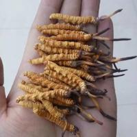 回收冬虫夏草