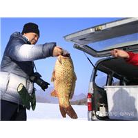 青山湖冬捕鱼