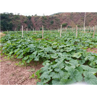 上海哪里有卖姜柄瓜#杭州哪里有卖姜柄瓜