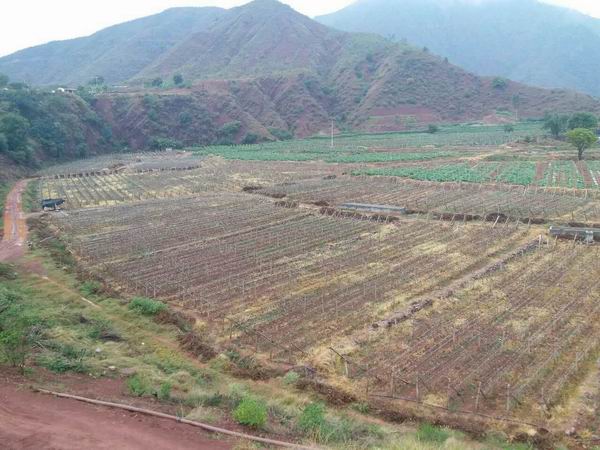 杭州哪里有卖姜柄瓜#姜柄瓜种植基地