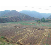 杭州哪里有卖姜柄瓜#姜柄瓜种植基地