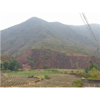 杭州哪里有卖姜柄瓜#姜柄瓜种植基地