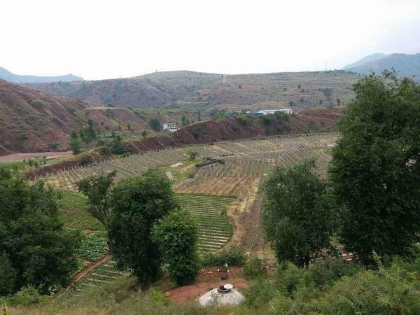 杭州哪里有卖姜柄瓜#姜柄瓜种植基地