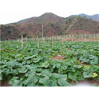 杭州哪里有卖姜柄瓜#姜柄瓜种植基地