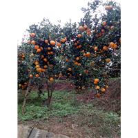 宜宾三红蜜柚苗|宜宾爱圆38号