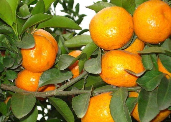 宜宾三红蜜柚苗|宜宾爱圆38号