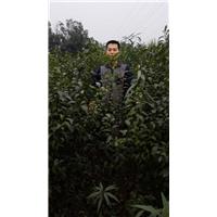 宜宾椪柑苗|宜宾三红蜜柚苗