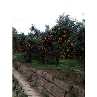 宜宾三红蜜柚苗|宜宾爱圆38号
