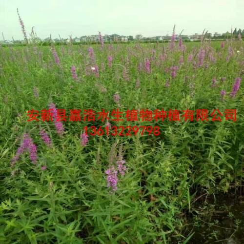 哪里销售【千屈菜种苗】观赏荷花种植价格/芦苇苗 