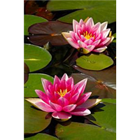 河北水生植物种植/水生植物市场报价 