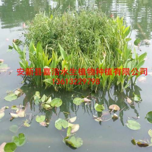 【生态人工浮岛】制作厂家/盆栽荷花厂家/荷花苗 