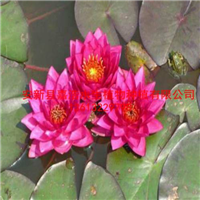 镇江市睡莲种植销售批发厂家/供应睡莲苗价格基地 