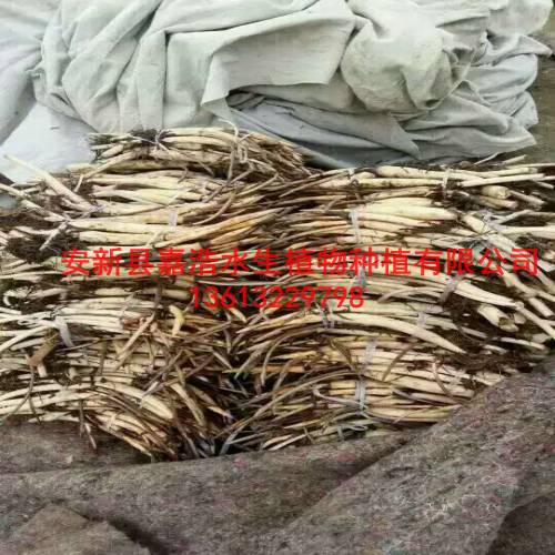 哪里销售【荷花苗】/盆栽荷花/盆栽睡莲/盆栽芦苇 