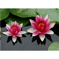【睡莲苗价格】/观赏荷花种植价格/浮岛制作
