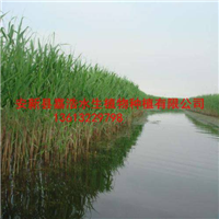 长治市芦苇种苗销售商/长治市芦苇种植价格 