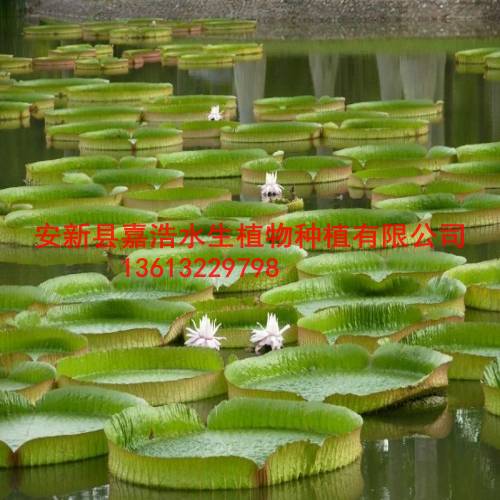 王莲苗/荷花苗/千屈菜苗/黄菖蒲苗/芦苇苗 