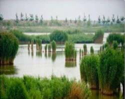 秦皇岛水生植物图片/秦皇岛芦苇苗**报价 
