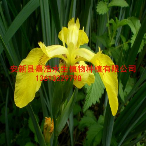牡丹江市种植荷花价格 睡莲苗销售 人工浮岛制作 