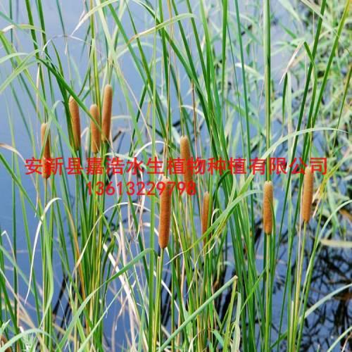 要找【香蒲苗】【香蒲种植】盆栽荷花/盆栽睡莲 