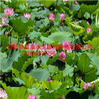 北京荷花苗销售价格/北京种植荷花方法 