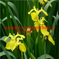 大型水生植物种苗基地/水生植物种植厂家 