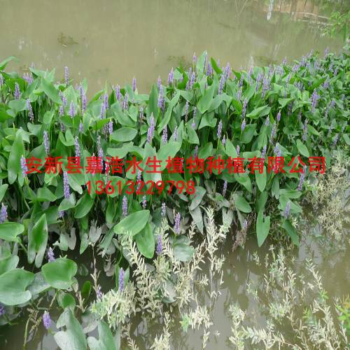 怎样种植水生植物，种植水葱 种植水生鸢尾 