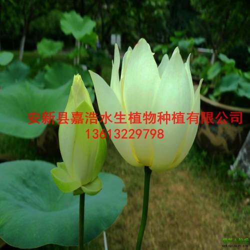 专业【荷花】种植厂家/污水浮岛制作/观赏荷花种植 