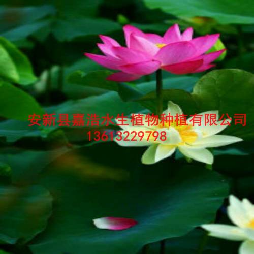 西昌市种植荷花价格 睡莲苗销售 人工浮岛制作 