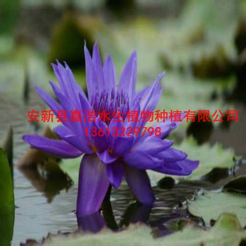天津睡莲苗批发商家/天津人工浮岛制作商 
