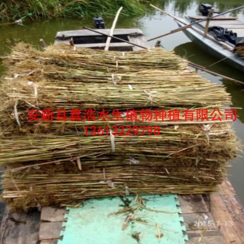 供应睡莲苗销售商 荷花苗 芦苇苗 千屈菜苗 生态浮岛制作 