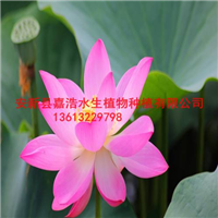 睡莲种植/香蒲种植/人工浮岛制作 