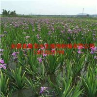 水生鸢尾苗/荷花苗/千屈菜苗/芦苇苗 