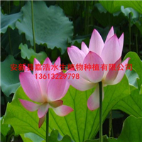 内蒙古种植荷花厂家，内蒙古荷花苗销售厂家 