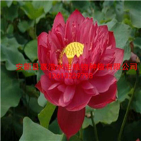 常德市荷花苗销售价格/常德市荷花种植厂家 