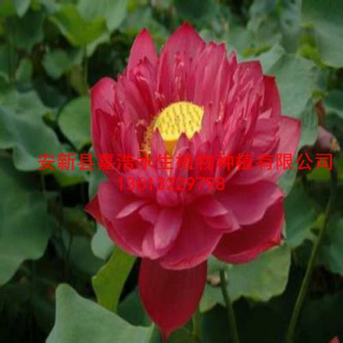 如何【种植荷花】水生鸢尾价格/千屈菜种苗价格 
