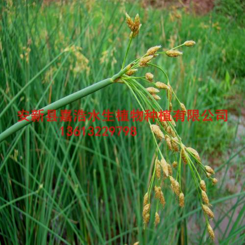 销售水葱苗/销售再力花苗/销售芦苇苗 