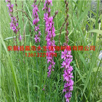 千屈菜种植/种植睡莲/批发荷花苗 