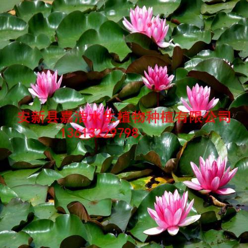 三门峡市睡莲种植厂家，睡莲苗培养基地 