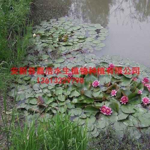 大型盆栽睡莲基地/大型盆栽睡莲销售批发厂家 