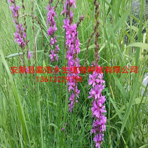 千屈菜种植/种植睡莲/批发荷花苗 