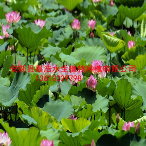 北京荷花苗销售价格/北京种植荷花方法 