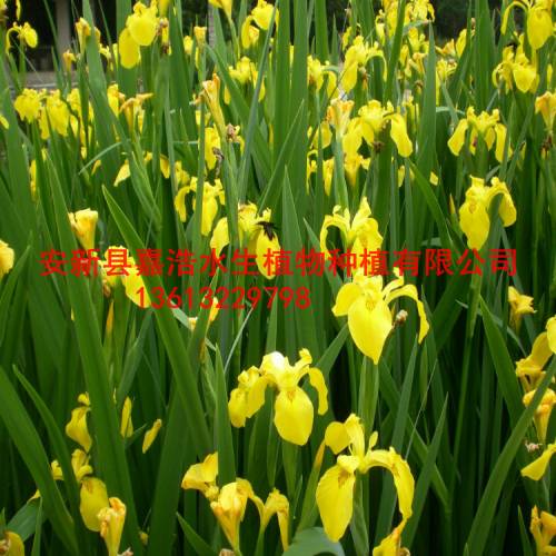 黄菖蒲苗产地/黄菖蒲苗种培育基地 