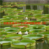 王莲苗/荷花苗/千屈菜苗/黄菖蒲苗/芦苇苗 