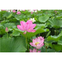 安徽荷花苗苗木/安徽水生植物**报价 