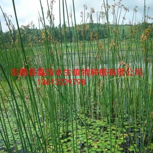水葱苗销售批发厂家/水葱种植价格方法技术 