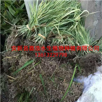 水生植物种植介绍/水生植物种苗销售信息 