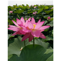 河南省荷花种植厂家，荷花苗培养基地
